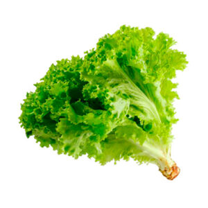 lechuga-green-leaf