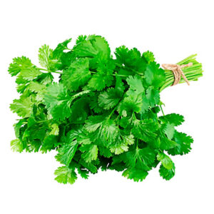 Cilantro